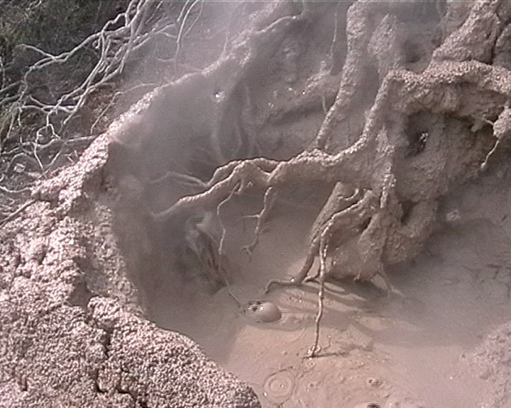 Schlammt&uuml;mpel in Rotorua